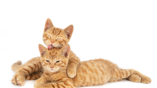 How Do Cats Apologize?