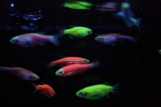 GloFish®: How Did this Toxin Detection Experiment Become an Aquarium Pet?