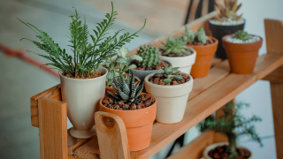 Must Have Indoor Plants In Your Home And How To Care For Them
