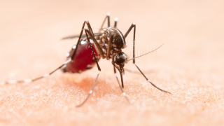 A Comprehensive Guide To The World’s First Malaria Vaccine