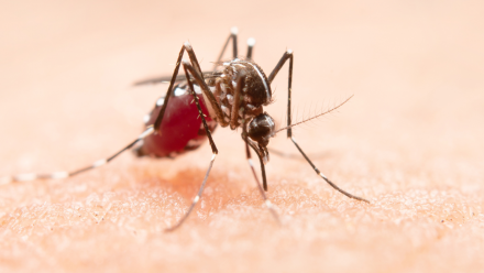 A Comprehensive Guide To The World’s First Malaria Vaccine
