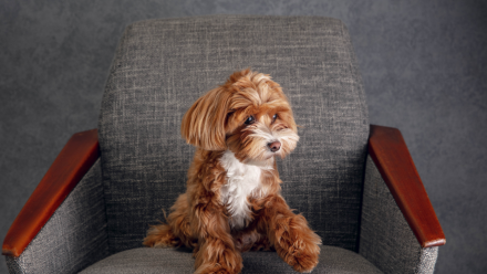 Why Do Yorkies Bark So Much? (And How To Stop It)