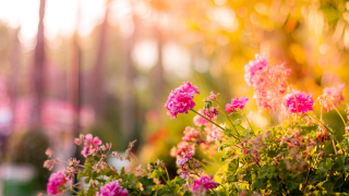 Exploring the Beauty of The Garden of Four Seasons