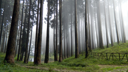 Top 8 Tourist Places in Darjeeling worth visiting!