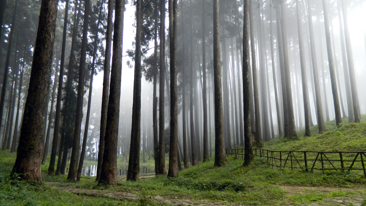 Top 8 Tourist Places in Darjeeling worth visiting!