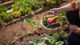 Monthly Garden Maintenance: Best Practices for Hedge Pruning and Care