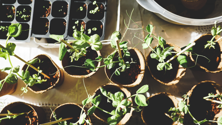 gardening
