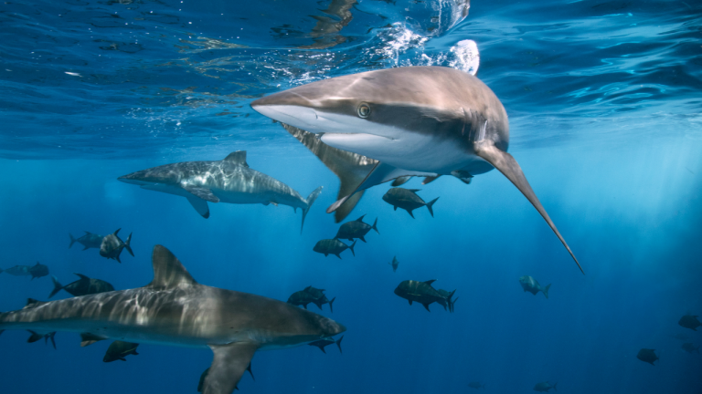 sharks