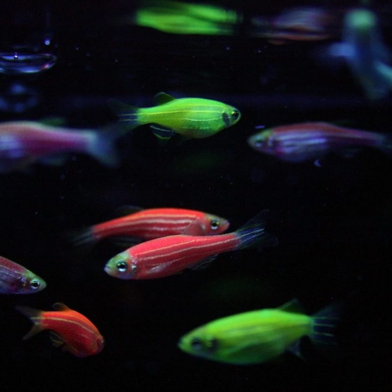 glofish