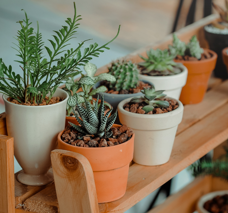 indoor plants